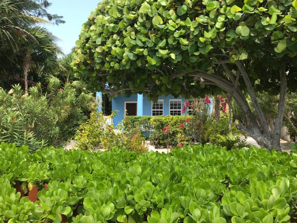 Sandy'S Secret Caye Caulker Dış mekan fotoğraf